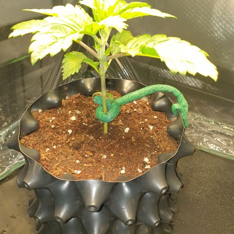 KC 36 growlog timeline photo