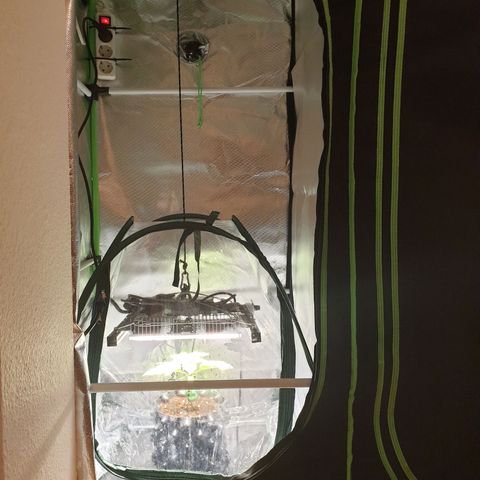 KC 36 growlog timeline photo