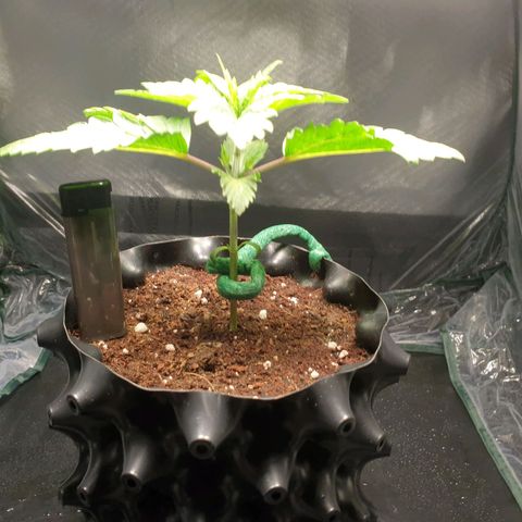 KC 36 growlog timeline photo