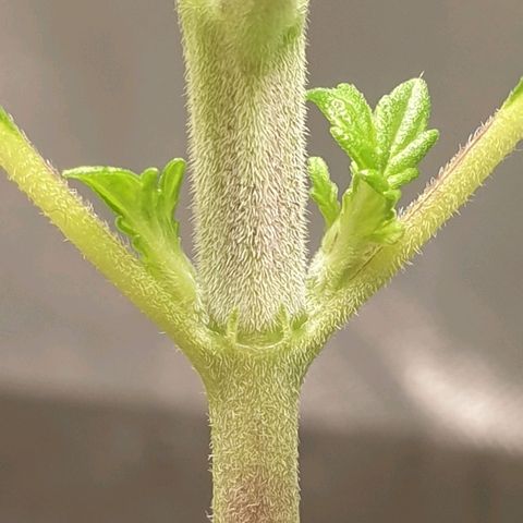 KC 36 growlog timeline photo