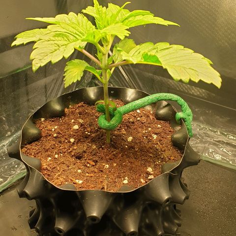 KC 36 growlog timeline photo