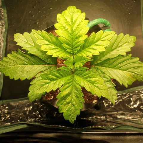 KC 36 growlog timeline photo