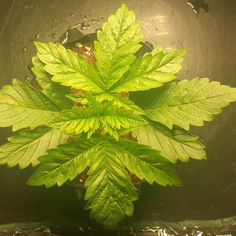 KC 36 growlog photo: She made good progress today.