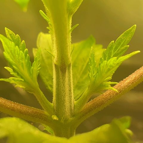 KC 36 growlog photo: She made good progress today.