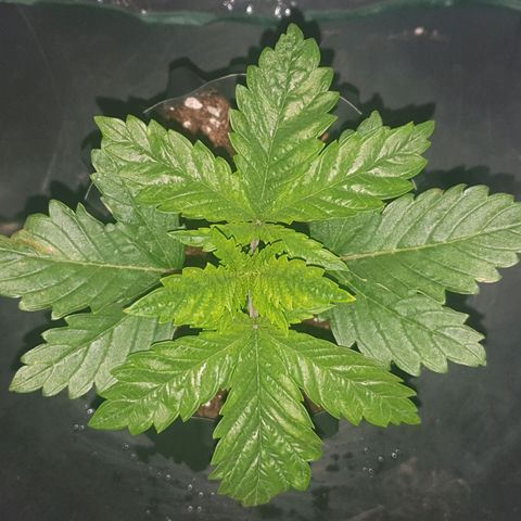 KC 36 growlog photo: She made good progress today.