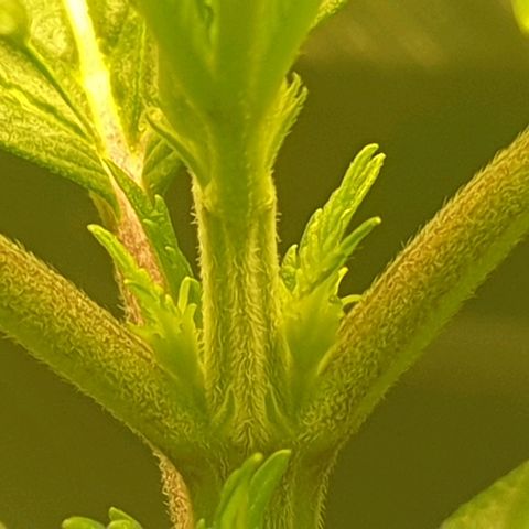 KC 36 growlog photo: She made good progress today.