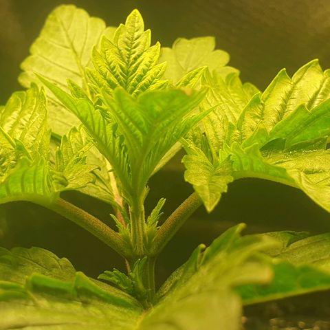 KC 36 growlog photo: She made good progress today.