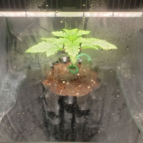 KC 36 growlog timeline photo