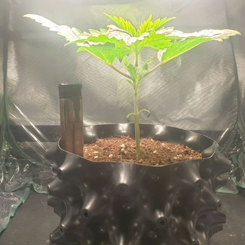 KC 36 growlog photo: She made good progress today.