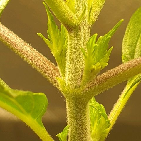 KC 36 growlog timeline photo