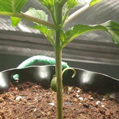 KC 36 growlog photo: Looks stresst but keeps growing faster and faster. I've added a third LED module to cover more space. Power increased to 16W  and is hanging higher. Par is still around 900. I removed humidity tent  to make space for the bigger light and added therefore amoist kitchen towl. I also gave herWome water with GreenHouseFeeding Bio Enhancer.