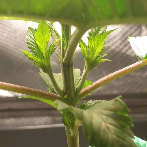 KC 36 growlog photo: Looks stresst but keeps growing faster and faster. I've added a third LED module to cover more space. Power increased to 16W  and is hanging higher. Par is still around 900. I removed humidity tent  to make space for the bigger light and added therefore amoist kitchen towl. I also gave herWome water with GreenHouseFeeding Bio Enhancer.