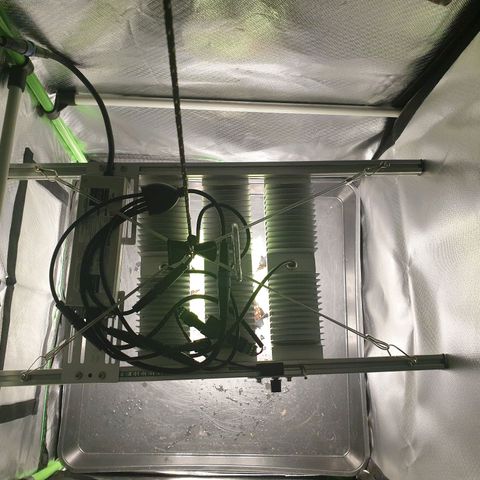 KC 36 growlog photo: Looks stresst but keeps growing faster and faster. I've added a third LED module to cover more space. Power increased to 16W  and is hanging higher. Par is still around 900. I removed humidity tent  to make space for the bigger light and added therefore amoist kitchen towl. I also gave herWome water with GreenHouseFeeding Bio Enhancer.