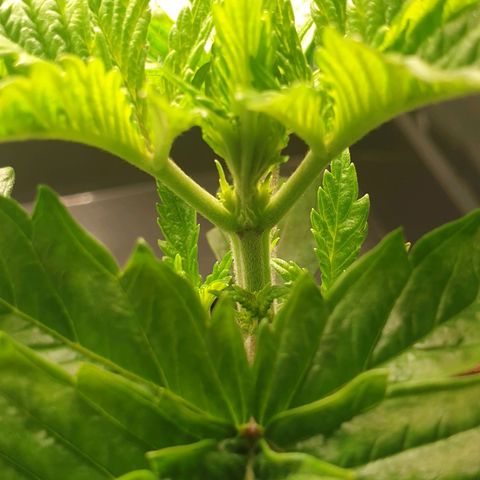 KC 36 growlog photo: Looks stresst but keeps growing faster and faster. I've added a third LED module to cover more space. Power increased to 16W  and is hanging higher. Par is still around 900. I removed humidity tent  to make space for the bigger light and added therefore amoist kitchen towl. I also gave herWome water with GreenHouseFeeding Bio Enhancer.