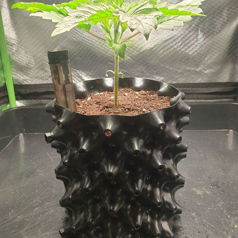 KC 36 growlog photo: Looks stresst but keeps growing faster and faster. I've added a third LED module to cover more space. Power increased to 16W  and is hanging higher. Par is still around 900. I removed humidity tent  to make space for the bigger light and added therefore amoist kitchen towl. I also gave herWome water with GreenHouseFeeding Bio Enhancer.