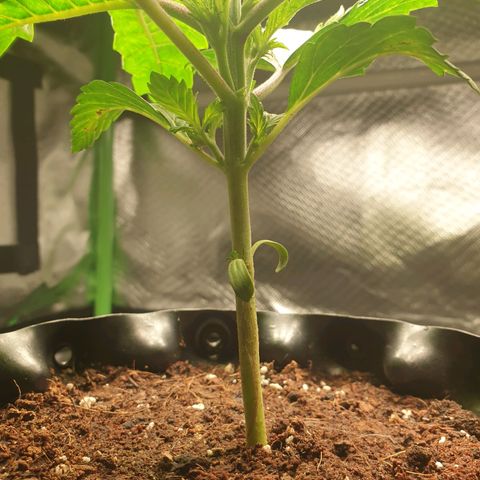 KC 36 growlog photo: Looks stresst but keeps growing faster and faster. I've added a third LED module to cover more space. Power increased to 16W  and is hanging higher. Par is still around 900. I removed humidity tent  to make space for the bigger light and added therefore amoist kitchen towl. I also gave herWome water with GreenHouseFeeding Bio Enhancer.