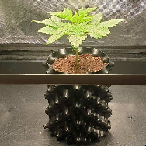 KC 36 growlog photo: Looks stresst but keeps growing faster and faster. I've added a third LED module to cover more space. Power increased to 16W  and is hanging higher. Par is still around 900. I removed humidity tent  to make space for the bigger light and added therefore amoist kitchen towl. I also gave herWome water with GreenHouseFeeding Bio Enhancer.