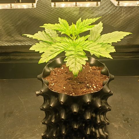 KC 36 growlog photo: Looks stresst but keeps growing faster and faster. I've added a third LED module to cover more space. Power increased to 16W  and is hanging higher. Par is still around 900. I removed humidity tent  to make space for the bigger light and added therefore amoist kitchen towl. I also gave herWome water with GreenHouseFeeding Bio Enhancer.