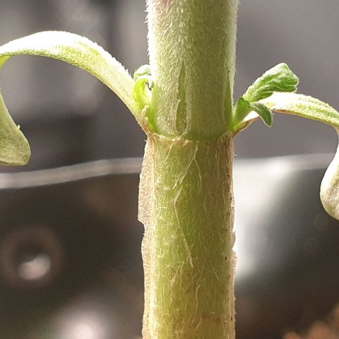 KC 36 growlog photo: Looks stresst but keeps growing faster and faster. I've added a third LED module to cover more space. Power increased to 16W  and is hanging higher. Par is still around 900. I removed humidity tent  to make space for the bigger light and added therefore amoist kitchen towl. I also gave herWome water with GreenHouseFeeding Bio Enhancer.