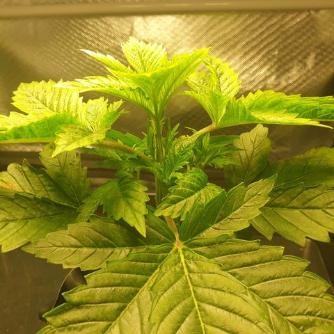 KC 36 growlog photo: No Update for the 05.12.2023 and 05.13.2023

She is growing fast but looks stressed.