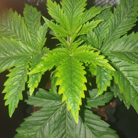 KC 36 growlog photo: No Update for the 05.12.2023 and 05.13.2023

She is growing fast but looks stressed.