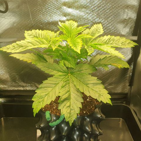 KC 36 growlog timeline photo