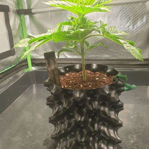 KC 36 growlog photo: No Update for the 05.12.2023 and 05.13.2023

She is growing fast but looks stressed.