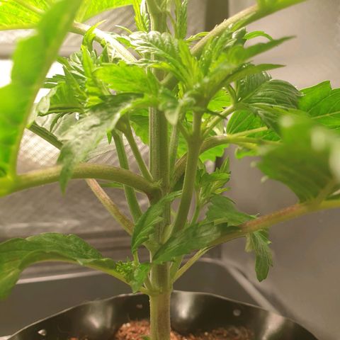 KC 36 growlog photo: No Update for the 05.12.2023 and 05.13.2023

She is growing fast but looks stressed.