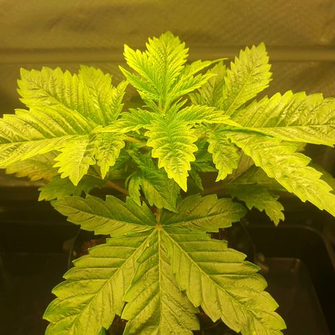 KC 36 growlog photo: No Update for the 05.12.2023 and 05.13.2023

She is growing fast but looks stressed.