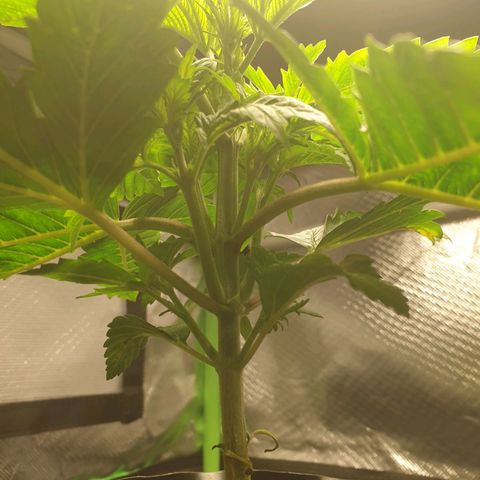 KC 36 growlog photo: No Update for the 05.12.2023 and 05.13.2023

She is growing fast but looks stressed.