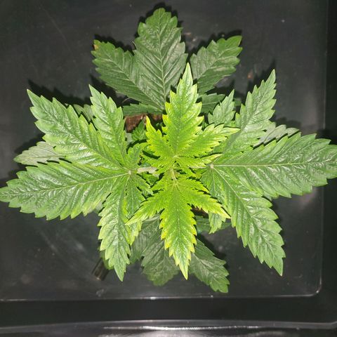 KC 36 growlog photo: No Update for the 05.12.2023 and 05.13.2023

She is growing fast but looks stressed.