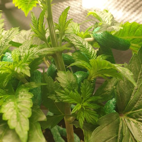 KC 36 growlog photo: A lot of changes today. Schedule changed from 20-4 to 12/45-1. I cutted the first branch which wast growing so much and clones it with clonex and clonemist but it's so small i don't think it will make it. I Also did some low stress training and removed the dying cotyledons.