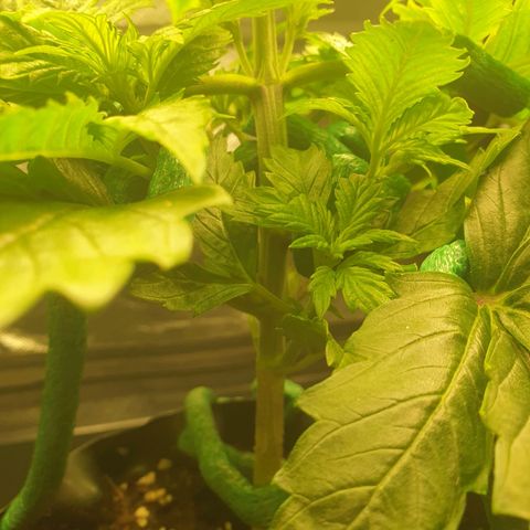 KC 36 growlog photo: A lot of changes today. Schedule changed from 20-4 to 12/45-1. I cutted the first branch which wast growing so much and clones it with clonex and clonemist but it's so small i don't think it will make it. I Also did some low stress training and removed the dying cotyledons.