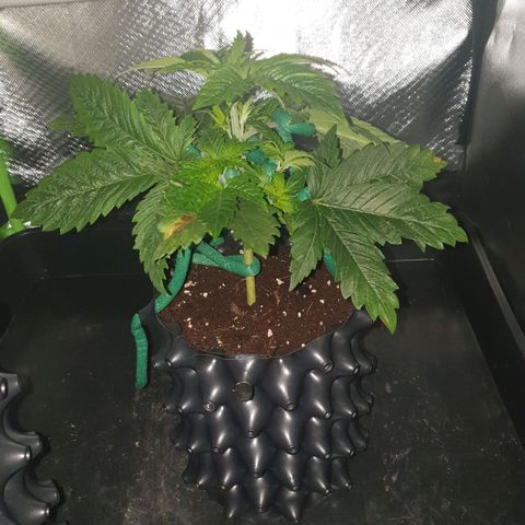 KC 36 growlog photo: A lot of changes today. Schedule changed from 20-4 to 12/45-1. I cutted the first branch which wast growing so much and clones it with clonex and clonemist but it's so small i don't think it will make it. I Also did some low stress training and removed the dying cotyledons.