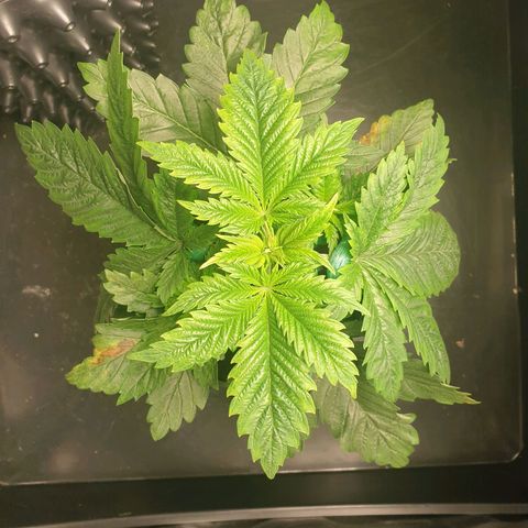 KC 36 growlog photo: A lot of changes today. Schedule changed from 20-4 to 12/45-1. I cutted the first branch which wast growing so much and clones it with clonex and clonemist but it's so small i don't think it will make it. I Also did some low stress training and removed the dying cotyledons.