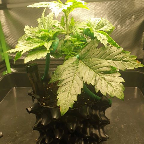 KC 36 growlog photo: A lot of changes today. Schedule changed from 20-4 to 12/45-1. I cutted the first branch which wast growing so much and clones it with clonex and clonemist but it's so small i don't think it will make it. I Also did some low stress training and removed the dying cotyledons.
