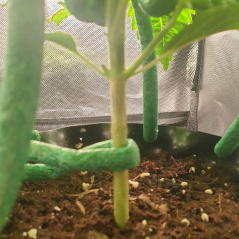KC 36 growlog photo: A lot of changes today. Schedule changed from 20-4 to 12/45-1. I cutted the first branch which wast growing so much and clones it with clonex and clonemist but it's so small i don't think it will make it. I Also did some low stress training and removed the dying cotyledons.