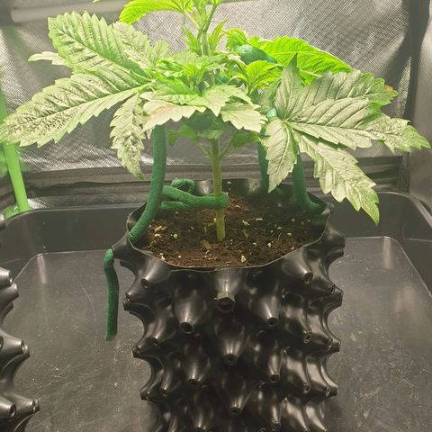 KC 36 growlog photo: A lot of changes today. Schedule changed from 20-4 to 12/45-1. I cutted the first branch which wast growing so much and clones it with clonex and clonemist but it's so small i don't think it will make it. I Also did some low stress training and removed the dying cotyledons.