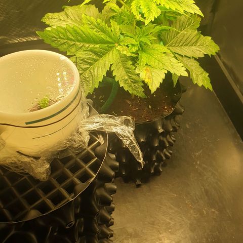 KC 36 growlog photo: A lot of changes today. Schedule changed from 20-4 to 12/45-1. I cutted the first branch which wast growing so much and clones it with clonex and clonemist but it's so small i don't think it will make it. I Also did some low stress training and removed the dying cotyledons.