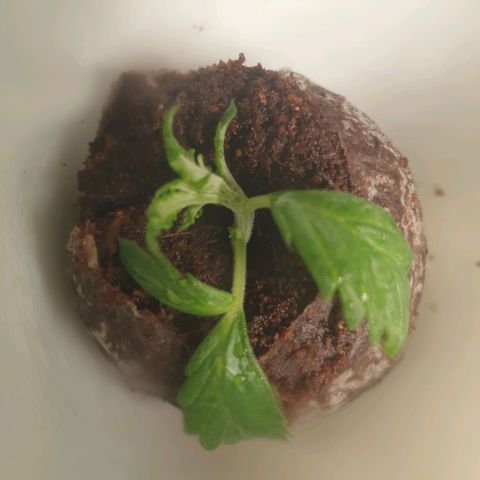 KC 36 growlog photo: A lot of changes today. Schedule changed from 20-4 to 12/45-1. I cutted the first branch which wast growing so much and clones it with clonex and clonemist but it's so small i don't think it will make it. I Also did some low stress training and removed the dying cotyledons.