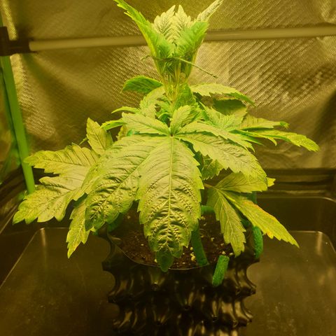 KC 36 growlog photo: I just did some small changes to the LST. I can't see any negative effects about the 12/45-1 light schedule so far.