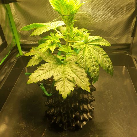 KC 36 growlog photo: I just did some small changes to the LST. I can't see any negative effects about the 12/45-1 light schedule so far.