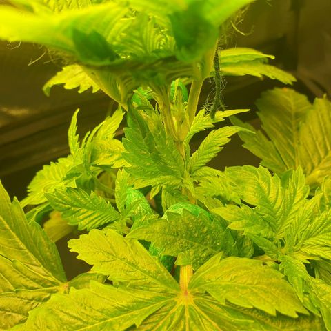 KC 36 growlog photo: I just did some small changes to the LST. I can't see any negative effects about the 12/45-1 light schedule so far.