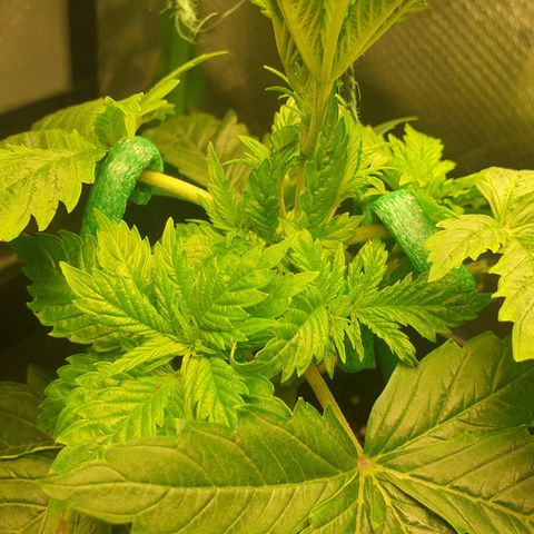 KC 36 growlog photo: I just did some small changes to the LST. I can't see any negative effects about the 12/45-1 light schedule so far.