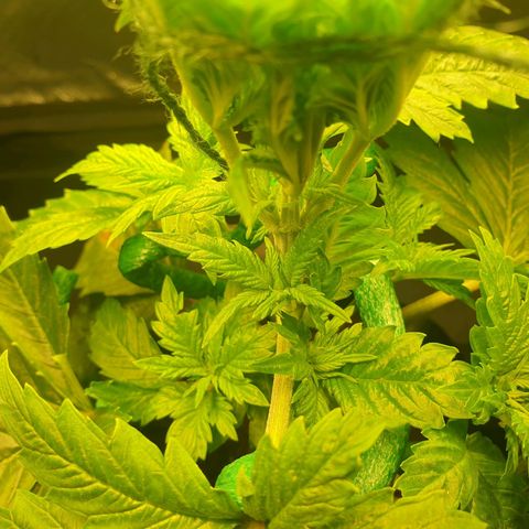 KC 36 growlog photo: I just did some small changes to the LST. I can't see any negative effects about the 12/45-1 light schedule so far.