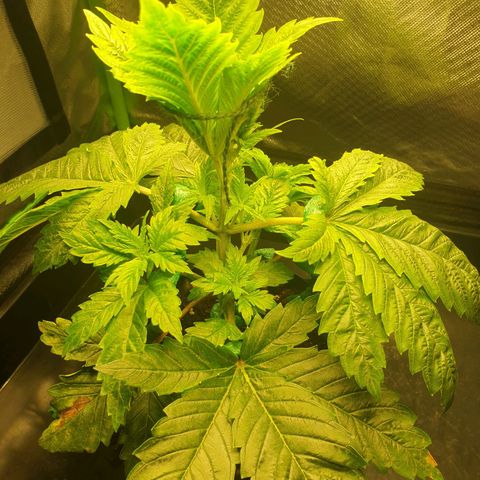 KC 36 growlog photo: I just did some small changes to the LST. I can't see any negative effects about the 12/45-1 light schedule so far.