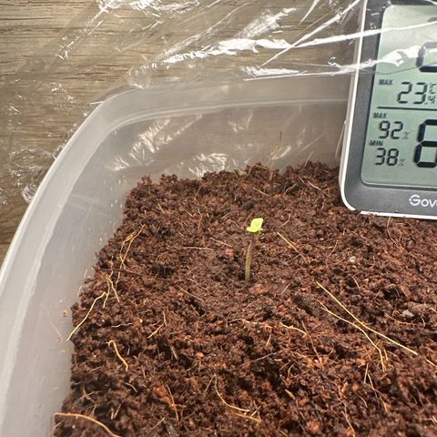 Epsilon F1 - Balkon rechts growlog timeline photo