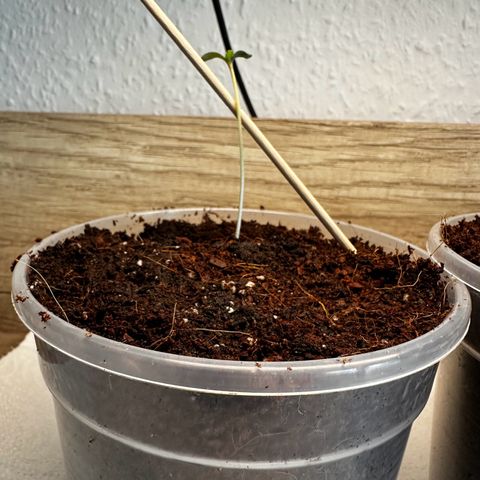 Epsilon F1 - Balkon rechts growlog timeline photo