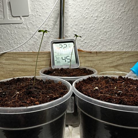 Special Queen #1 - Balkon Links growlog timeline photo