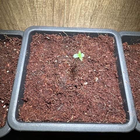 Special Queen #1 - Balkon Links growlog timeline photo
